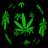 WeedSpin.gif (44007 bytes)